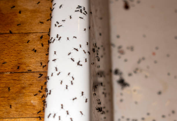 Best Pest Prevention Services  in East Wenatchee, WA
